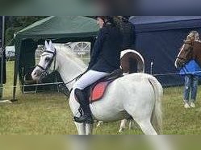 Welsh-PB Stute 13 Jahre 130 cm Schimmel in Sligo