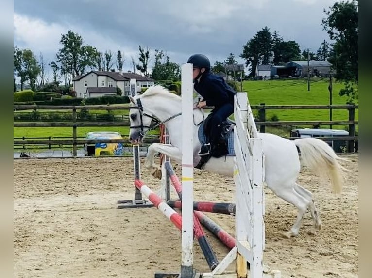 Welsh-PB Stute 13 Jahre 130 cm Schimmel in Sligo