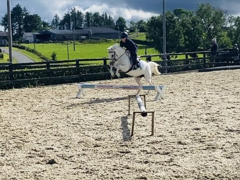 Welsh-PB Stute 13 Jahre 130 cm Schimmel in Sligo