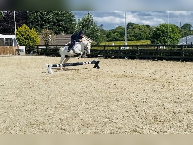 Welsh-PB Stute 13 Jahre 130 cm Schimmel in Sligo