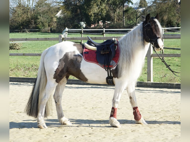 Welsh-PB Stute 13 Jahre 146 cm Schecke in Langenfeld