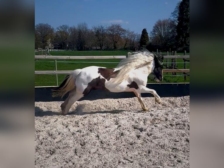 Welsh-PB Stute 13 Jahre 146 cm Schecke in Langenfeld