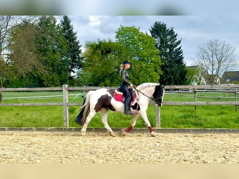 Welsh-PB Stute 13 Jahre 146 cm Schecke in Langenfeld