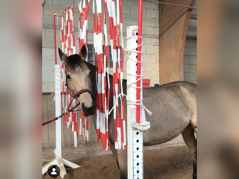 Welsh-PB Stute 13 Jahre 151 cm Buckskin in Westhausen