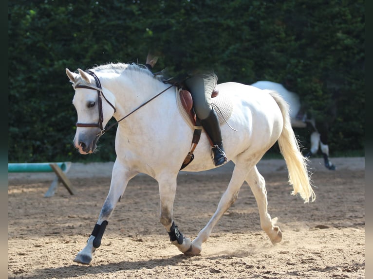 Welsh-PB Stute 13 Jahre 154 cm Schimmel in Jesenwang