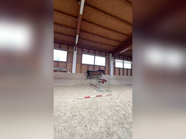 Welsh-PB Stute 15 Jahre 138 cm Rotbrauner in Pilsen