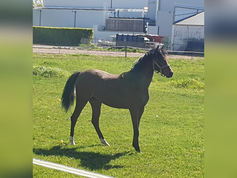 Welsh-PB Stute 1 Jahr 135 cm Brauner in Weelde