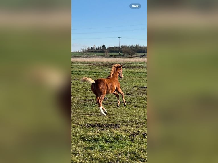 Welsh-PB Stute 1 Jahr 140 cm Rotfuchs in Prag - Lichoceves