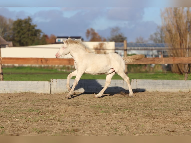 Welsh-PB Stute 1 Jahr 150 cm Perlino in Bleiswijk