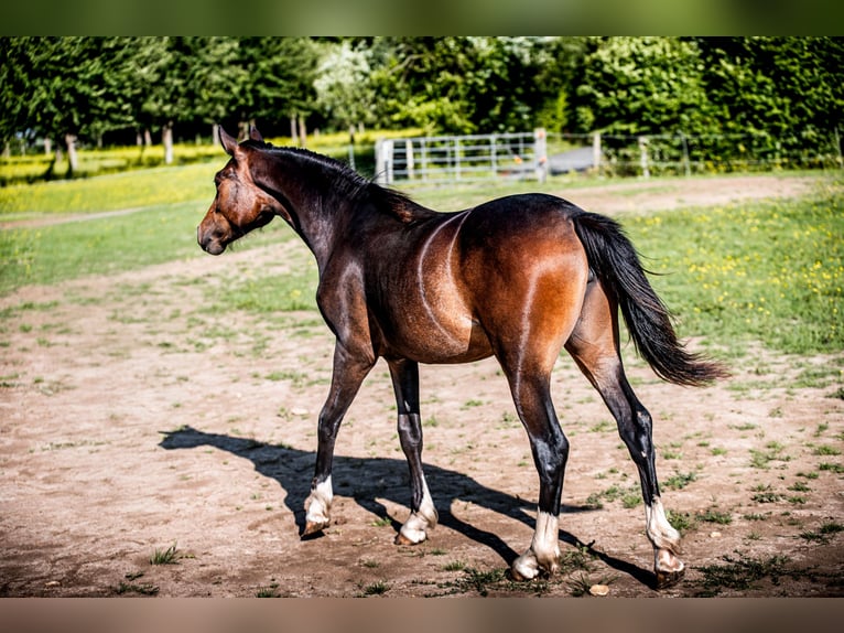 Welsh-PB Stute 1 Jahr 157 cm in FORMENTIN