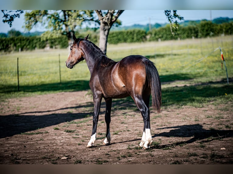 Welsh-PB Stute 1 Jahr 157 cm in FORMENTIN