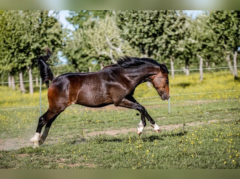 Welsh-PB Stute 1 Jahr 157 cm in FORMENTIN