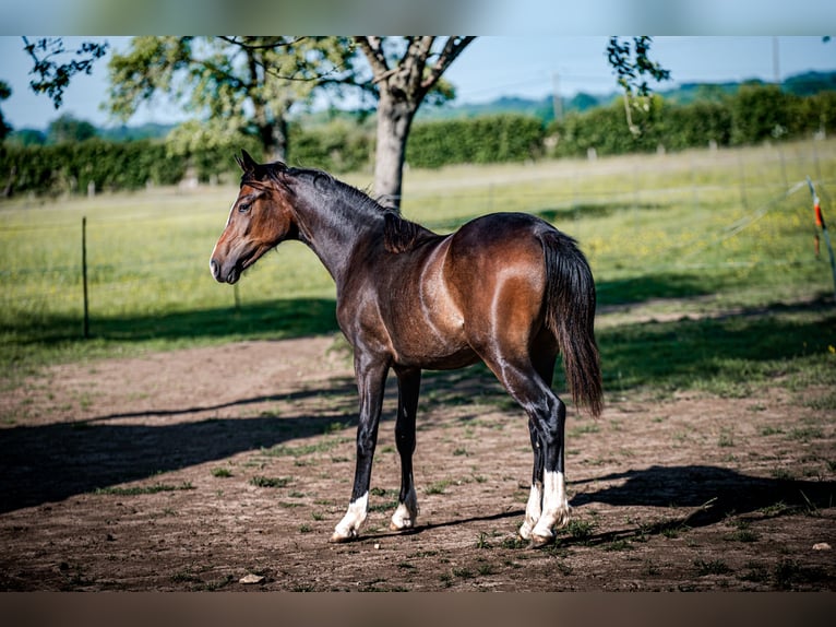Welsh-PB Stute 1 Jahr 157 cm in FORMENTIN