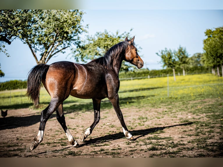 Welsh-PB Stute 1 Jahr 157 cm in FORMENTIN