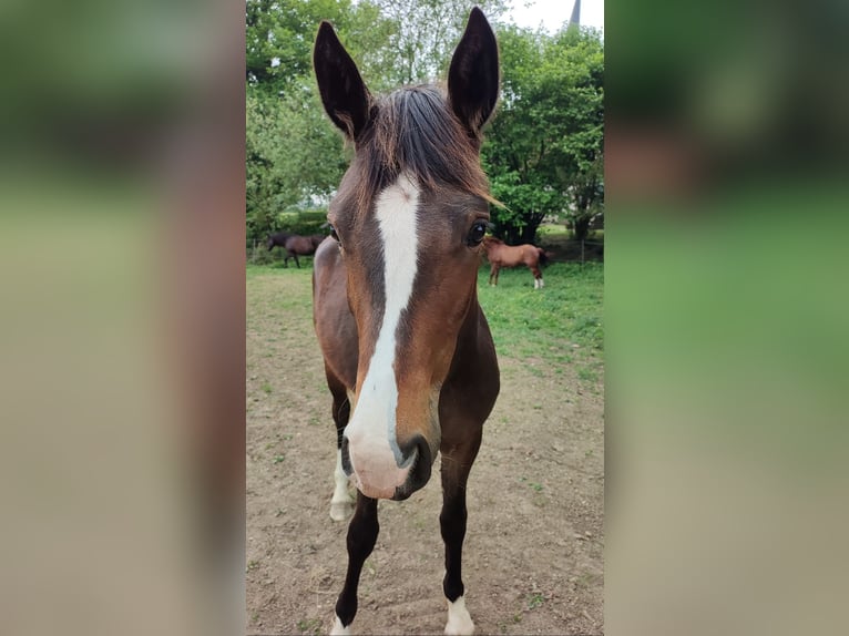 Welsh-PB Stute 1 Jahr 157 cm in FORMENTIN