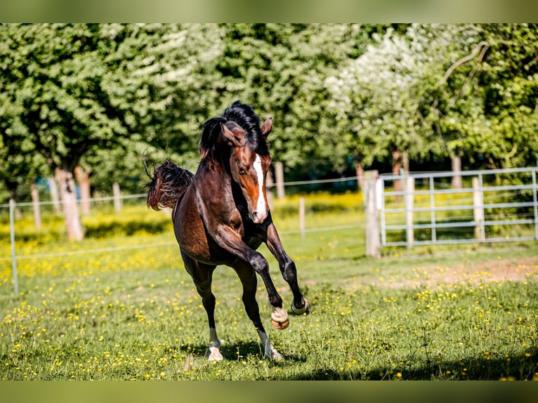 Welsh-PB Stute 1 Jahr 157 cm in FORMENTIN