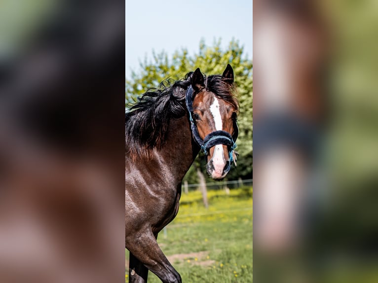Welsh-PB Stute 1 Jahr 157 cm in FORMENTIN