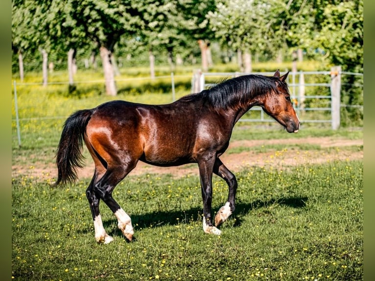 Welsh-PB Stute 1 Jahr 157 cm in FORMENTIN