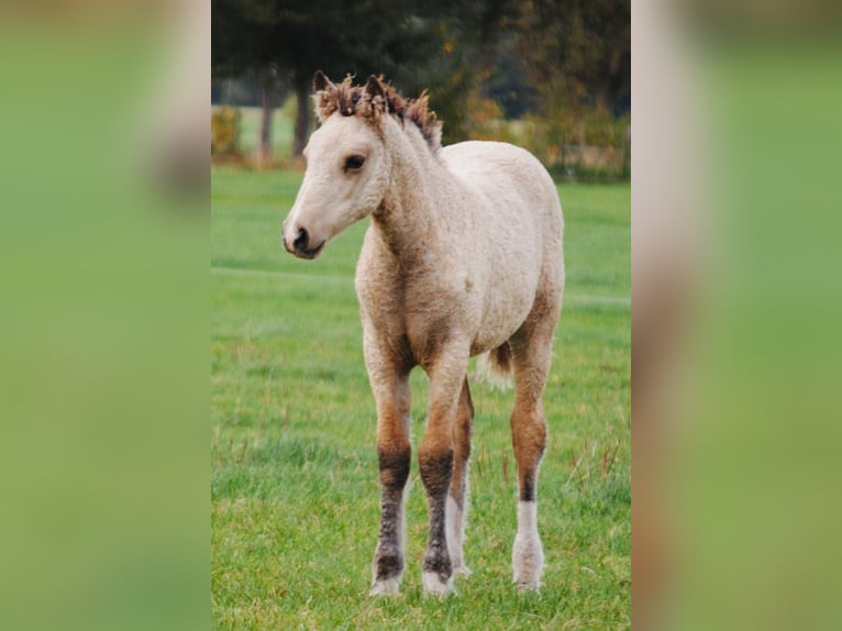 Welsh-PB Mix Stute 1 Jahr 160 cm Falbe in Ruinen