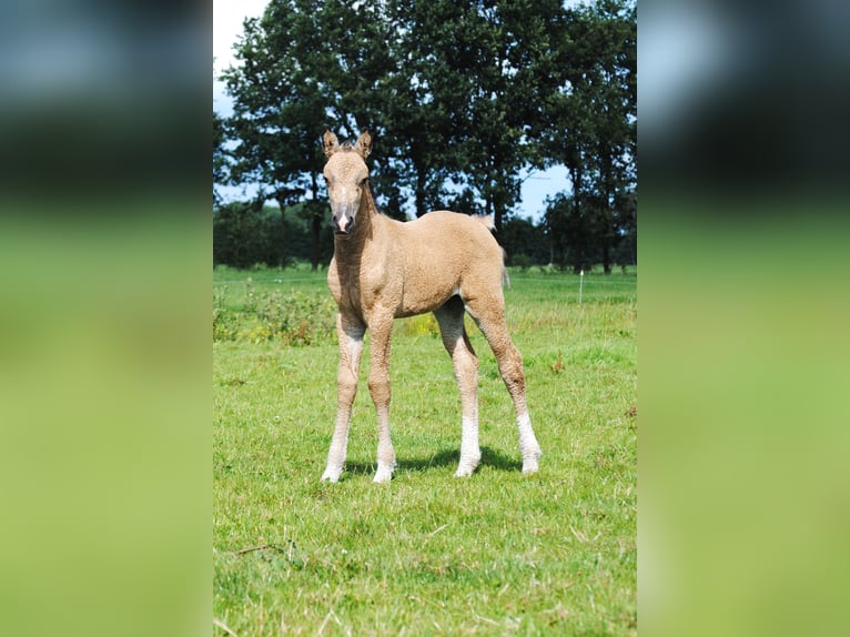 Welsh-PB Mix Stute 1 Jahr 160 cm Falbe in Ruinen