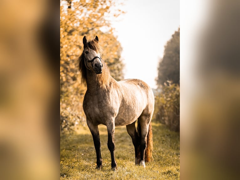Welsh-PB Mix Stute 1 Jahr 160 cm Falbe in Ruinen