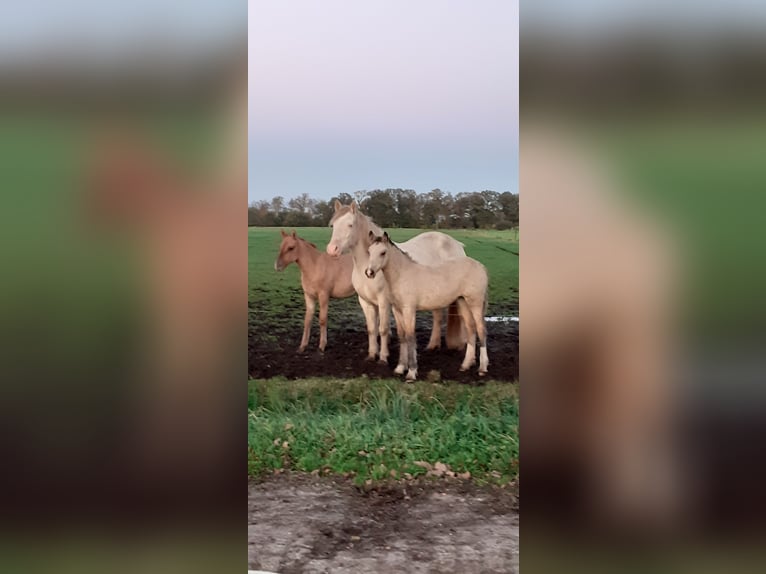 Welsh-PB Mix Stute 1 Jahr 160 cm Falbe in Ruinen