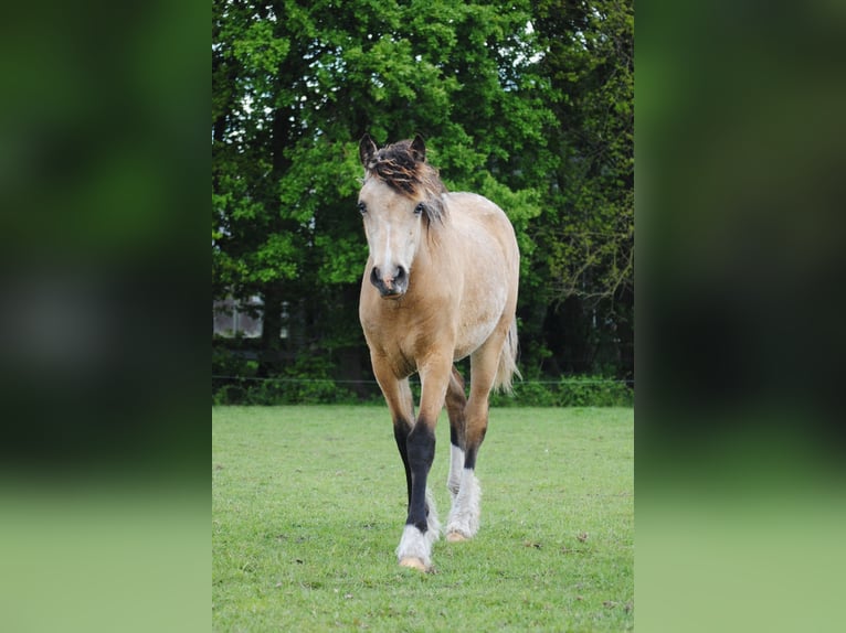 Welsh-PB Mix Stute 1 Jahr 160 cm Falbe in Ruinen