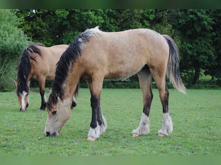 Welsh-PB Mix Stute 1 Jahr 160 cm Falbe in Ruinen