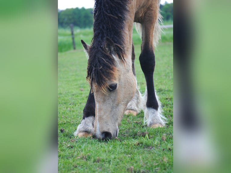 Welsh-PB Mix Stute 1 Jahr 160 cm Falbe in Ruinen