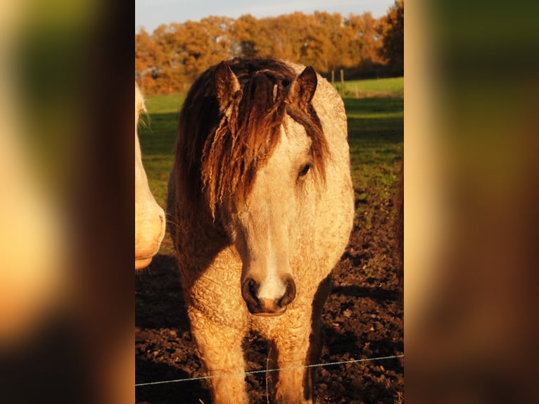 Welsh-PB Mix Stute 1 Jahr 160 cm Falbe in Ruinen
