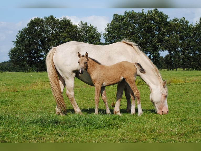 Welsh-PB Mix Stute 1 Jahr 160 cm Falbe in Ruinen