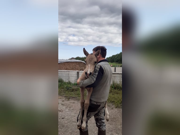 Welsh-PB Mix Stute 1 Jahr 160 cm Falbe in Ruinen