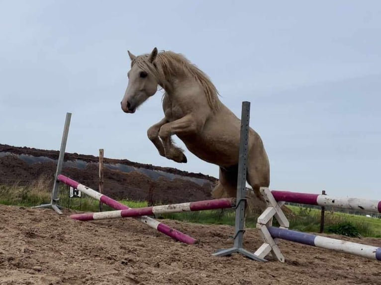 Welsh-PB Mix Stute 1 Jahr 160 cm Falbe in Ruinen