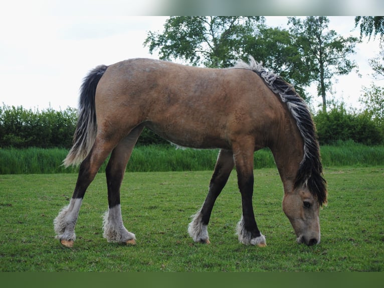 Welsh-PB Mix Stute 1 Jahr 160 cm Falbe in Ruinen