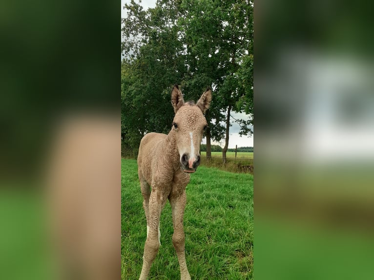 Welsh-PB Mix Stute 1 Jahr 160 cm Falbe in Ruinen