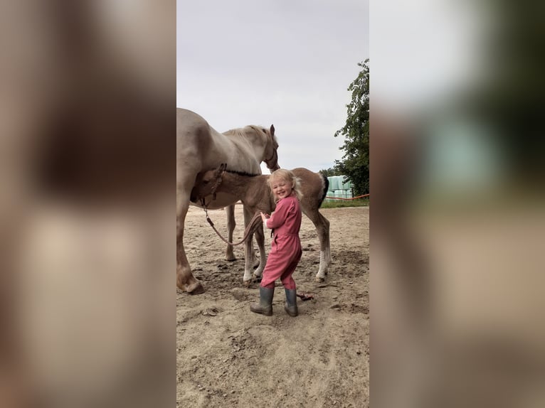 Welsh-PB Mix Stute 1 Jahr 160 cm Falbe in Ruinen