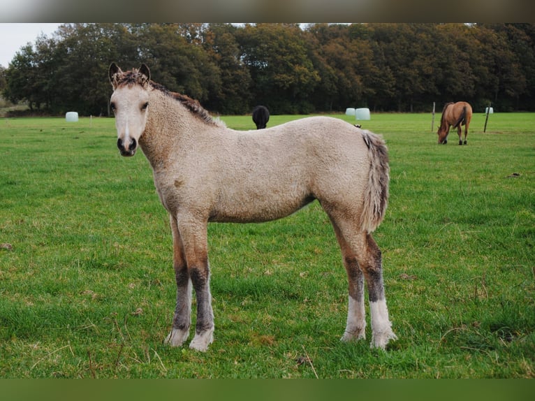 Welsh-PB Mix Stute 1 Jahr 160 cm Falbe in Ruinen