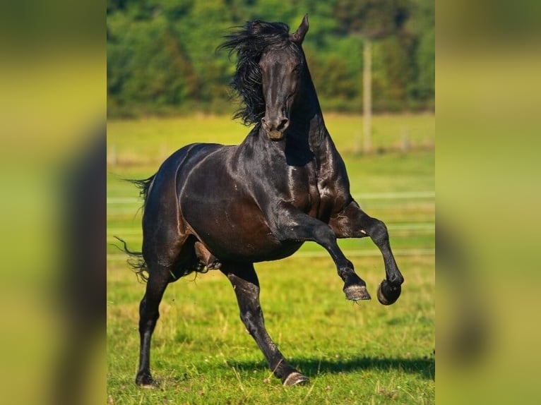 Welsh-PB Stute 1 Jahr Schwarzbrauner in Nepomuk