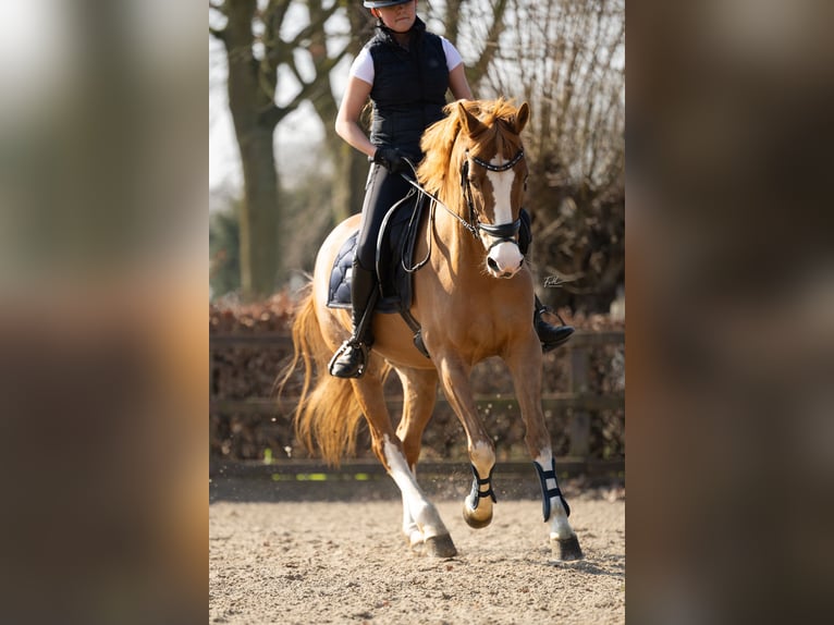 Welsh-PB Stute 20 Jahre Fuchs in Beek en Donk