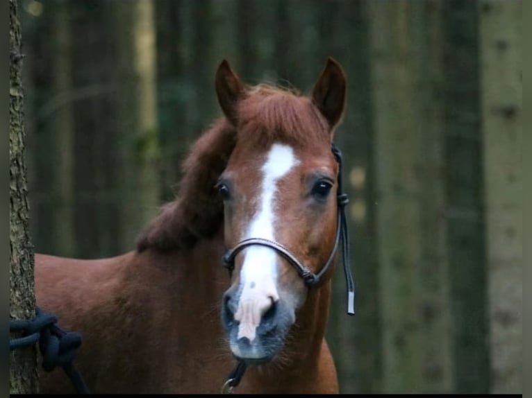 Welsh-PB Mix Stute 24 Jahre 115 cm Fuchs in Deisenhausen