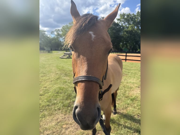 Welsh-PB Stute 2 Jahre 132 cm Falbe in Columbia