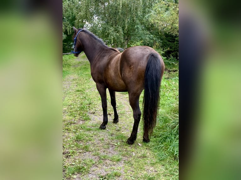 Welsh-PB Stute 2 Jahre 145 cm Brauner in 54101