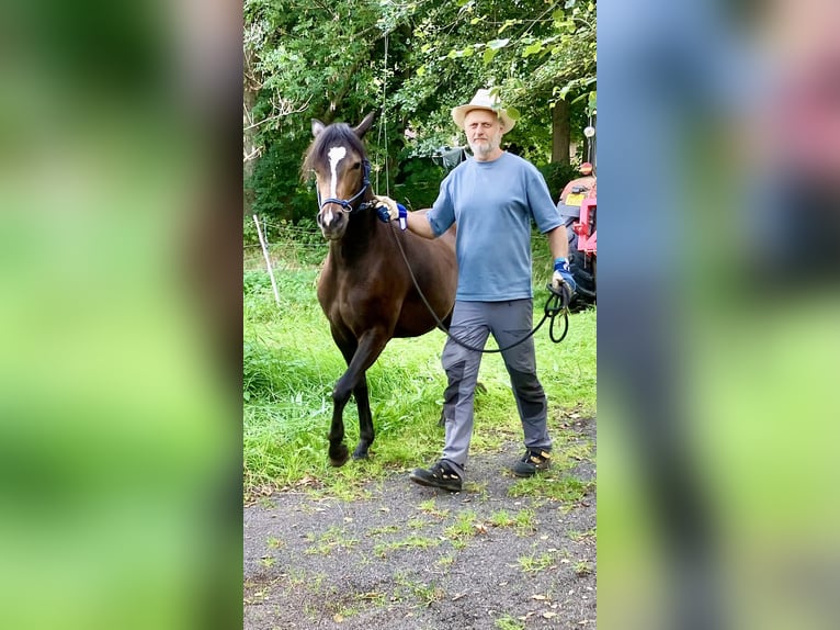 Welsh-PB Stute 2 Jahre 145 cm Brauner in 54101