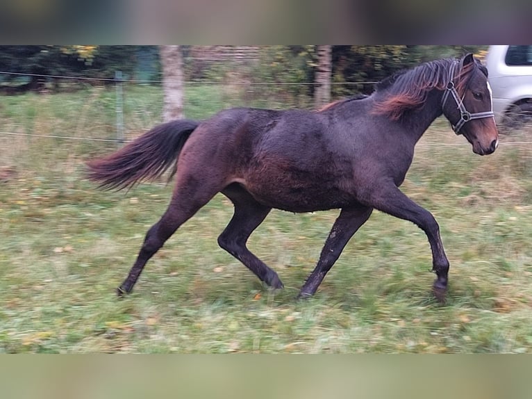 Welsh-PB Stute 2 Jahre 145 cm Brauner in 54101