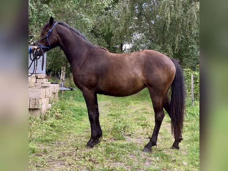 Welsh-PB Stute 2 Jahre 145 cm Brauner in 54101