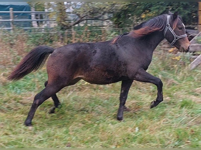 Welsh-PB Stute 2 Jahre 145 cm Brauner in 54101