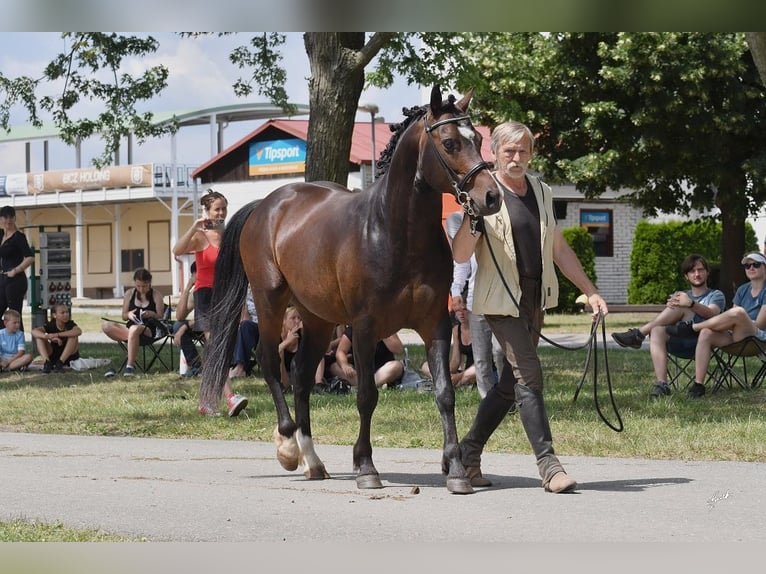 Welsh-PB Stute 2 Jahre 145 cm Brauner in 54101
