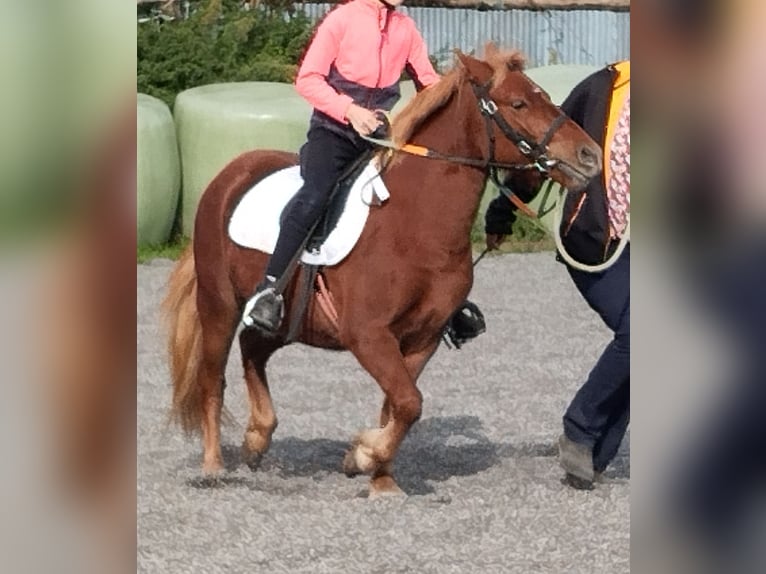 Welsh-PB Stute 3 Jahre 115 cm in LA TRINITE