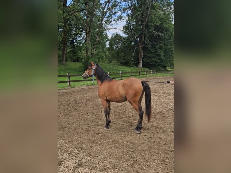 Welsh-PB Mix Stute 3 Jahre 138 cm Rotbrauner in Ustrzyki Dolne