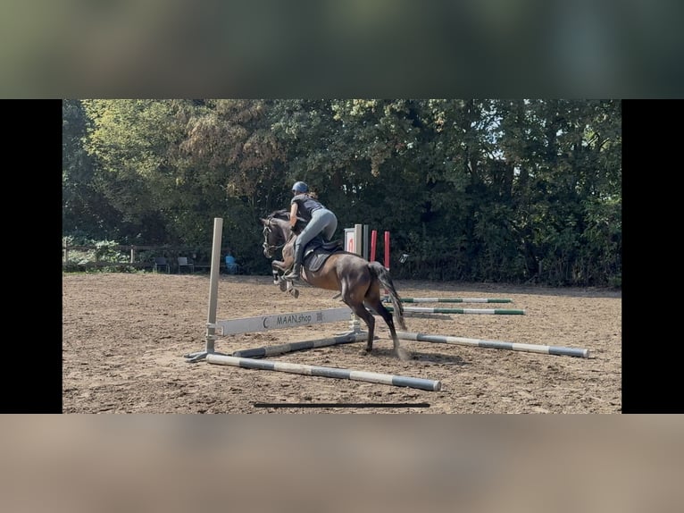 Welsh-PB Stute 3 Jahre 143 cm Dunkelbrauner in Oirsbeek